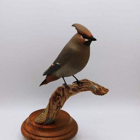 Bohemian Waxwing Reduced $1100 at Hunter Wolff Gallery